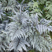 Fern, Japanese Painted #1